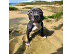 Adopt DA 38 Pete a Pit Bull Terrier