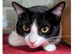 Adopt Pompia a Domestic Short Hair