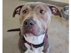Adopt Sox a Pit Bull Terrier, Mixed Breed