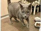 Adopt Pablo a Russian Blue, Domestic Short Hair