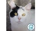 Adopt Sweety a Domestic Short Hair