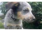 LJK Australian Cattle Dog Puppies Available