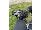 Adopt Bo a Catahoula Leopard Dog