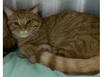 Adopt Jerry a Domestic Short Hair