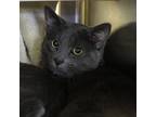 Adopt Scrappy a Domestic Short Hair