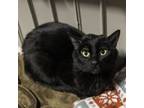 Adopt TJ a Domestic Short Hair