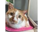 Adopt Butterfinger a Domestic Short Hair