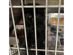 Adopt Fozzy (rescue only) a Domestic Short Hair