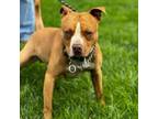 Adopt Buddy a Mixed Breed