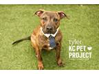 Adopt Tyler a Pit Bull Terrier, Mixed Breed