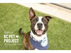 Adopt Turtle a Pit Bull Terrier, Mixed Breed