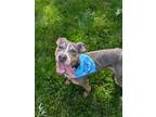 Adopt Chappie a Pit Bull Terrier, Mixed Breed