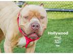 Adopt Hollywood a Pit Bull Terrier, Mixed Breed