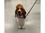 Adopt Hobbs a Basset Hound