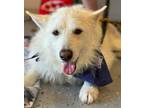 Adopt Polar a Terrier