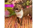 Adopt Zee a Pit Bull Terrier