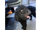 Adopt Zeus a Poodle