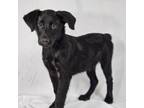 Adopt Beaker a Labrador Retriever