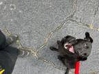 Adopt Bleau- Tag 8 a Chocolate Labrador Retriever