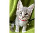 Adopt Pavel a Domestic Medium Hair, Domestic Short Hair