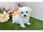 LJIN Maltese Puppies available