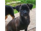 Adopt Chocolate Jam DD* a Spaniel, Mixed Breed