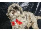 GIU Schnoodle Puppies available