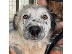 Adopt Bronco SM a Australian Cattle Dog / Blue Heeler, Great Pyrenees