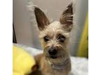 Adopt Chapo a Terrier