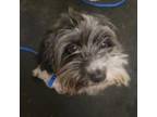 Adopt Norman a Shih Tzu