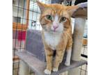 Adopt Squash a Domestic Medium Hair