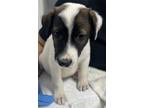 Adopt Storm 463-24 a Terrier, Mixed Breed