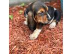 Basset Hound Puppy for sale in Marbury, MD, USA
