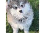 Mutt Puppy for sale in Lewiston, MN, USA
