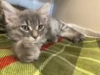 Adopt Valor a Domestic Medium Hair, Domestic Short Hair