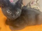 Adopt Justice a Domestic Short Hair