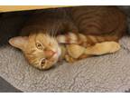 Adopt Mai Tai a Domestic Short Hair