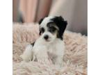 Chinese Crested Puppy for sale in Tampa, FL, USA