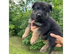 German Shepherd Dog Puppy for sale in Fort Ashby, WV, USA