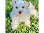 Schnauzer (Miniature) Puppy for sale in Moore, OK, USA