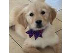 Golden Retriever Puppy for sale in Acushnet, MA, USA