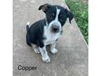 Adopt copper 24-04-139 a Cattle Dog, Mixed Breed