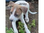 Adopt Jersey 24-04-139 a Cattle Dog, Mixed Breed