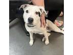 Adopt Mookie a Pit Bull Terrier, Border Collie