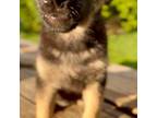 German Shepherd Dog Puppy for sale in Reynoldsville, PA, USA