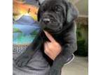 Labrador Retriever Puppy for sale in Brigham City, UT, USA