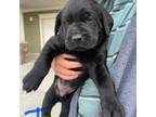 Labrador Retriever Puppy for sale in Brigham City, UT, USA