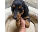 Dachshund Puppy for sale in Clinton, SC, USA