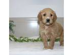 Goldendoodle Puppy for sale in Oakland, MD, USA