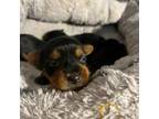 Yorkshire Terrier Puppy for sale in Union City, GA, USA